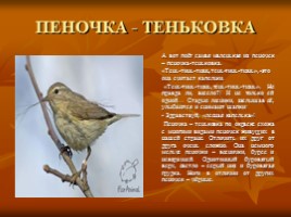 Лесные птицы, слайд 19