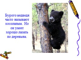 Окружающий мир 1 класс «Медведь - хозяин леса», слайд 3