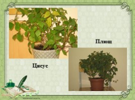 Воспитательное занятие с использованием метода проектов «Мир комнатных растений», слайд 28