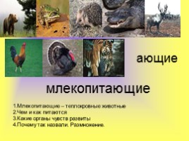 Млекопитающие, слайд 3