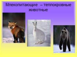 Млекопитающие, слайд 4