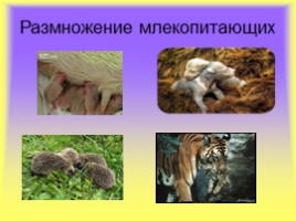 Млекопитающие, слайд 7