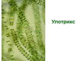 Многообразие водорослей, слайд 11