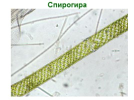 Многообразие водорослей, слайд 9