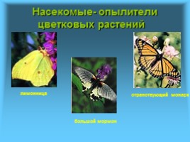Многообразие и значение насекомых в биоценозах, слайд 4