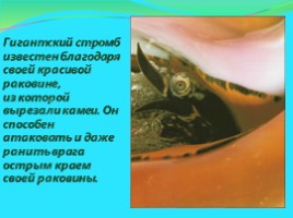 Моллюски: виды и описание, слайд 9