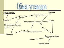 Обмен веществ в организме человека, слайд 7