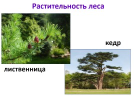 Природные зоны России, слайд 22