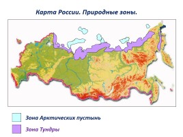 Природные зоны России, слайд 9
