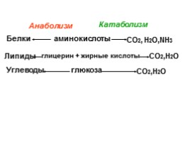 Обмен веществ - Этапы и особенности метаболизма, слайд 20