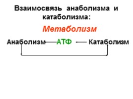 Обмен веществ - Этапы и особенности метаболизма, слайд 21