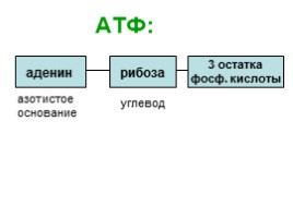 Обмен веществ - Этапы и особенности метаболизма, слайд 22