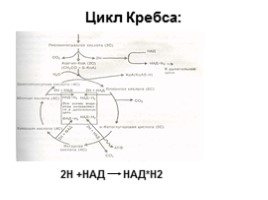 Обмен веществ - Этапы и особенности метаболизма, слайд 36