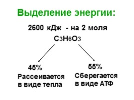 Обмен веществ - Этапы и особенности метаболизма, слайд 40