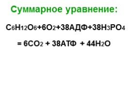 Обмен веществ - Этапы и особенности метаболизма, слайд 43