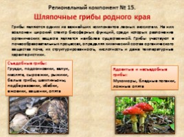 Общая характеристика грибов, слайд 10