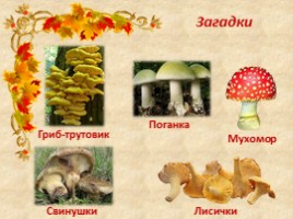 Общая характеристика грибов, слайд 2