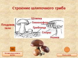 Общая характеристика грибов - Шляпочные грибы, слайд 4