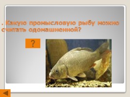 Урок-игра «Рыбы, земноводные и пресмыкающиеся», слайд 4