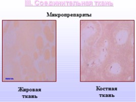 Ткани - Типы тканей и их свойства, слайд 15