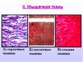 Ткани - Типы тканей и их свойства, слайд 9