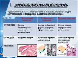 Урок по биологии 8 класс «Ткани и органы человека», слайд 6