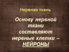 Ткани и органы, слайд 28