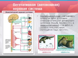 Строение и значение нервной системы, слайд 12
