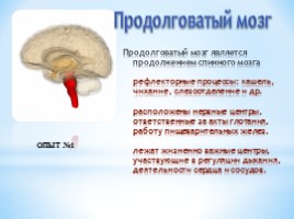 Строение и функции головного мозга, слайд 13