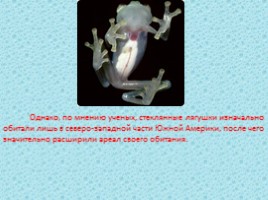 Стеклянная лягушка (лат. Centrolenidae), слайд 4