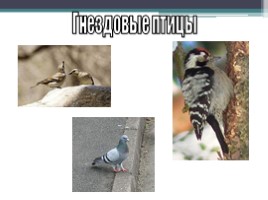 Урок по биологии 7 класс «Размножение и развитие птиц», слайд 14
