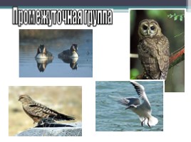Урок по биологии 7 класс «Размножение и развитие птиц», слайд 15
