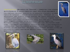 Разнообразие птиц и их значение, слайд 16