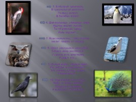 Разнообразие птиц и их значение, слайд 28