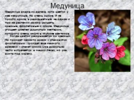Раннецветущие растения, слайд 3