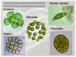 Растительные жгутиконосцы, слайд 6