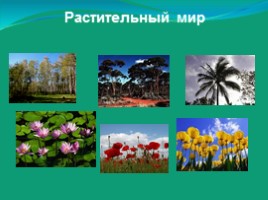 Растительный мир, слайд 1