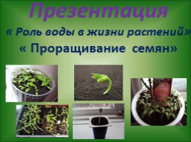 Роль воды в жизни растений - Проращивание семян, слайд 1