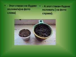 Роль воды в жизни растений - Проращивание семян, слайд 17