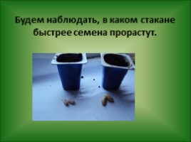 Роль воды в жизни растений - Проращивание семян, слайд 9