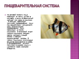 Рыбы, слайд 4