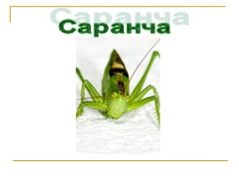 Саранча, слайд 2