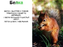 Сибирские животные, слайд 12