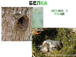 Сибирские животные, слайд 14