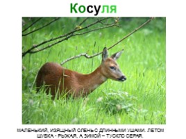 Сибирские животные, слайд 21