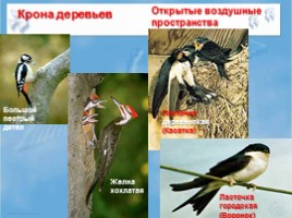 Среда обитания и внешнее строение птиц, слайд 10