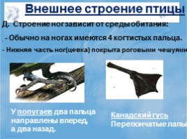 Среда обитания и внешнее строение птиц, слайд 15