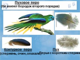 Среда обитания и внешнее строение птиц, слайд 26