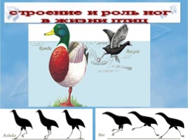 Среда обитания и внешнее строение птиц, слайд 32