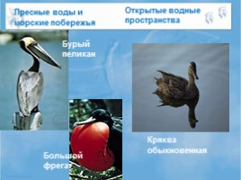Среда обитания и внешнее строение птиц, слайд 7